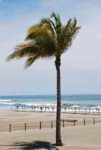 palmera