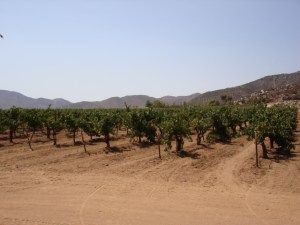 Viñedo en el Valle de Guadalupe (Chateau Camou)
