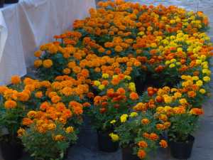 Flores de Cempasúchil