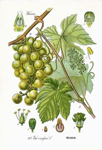 th_vitis_vinifera